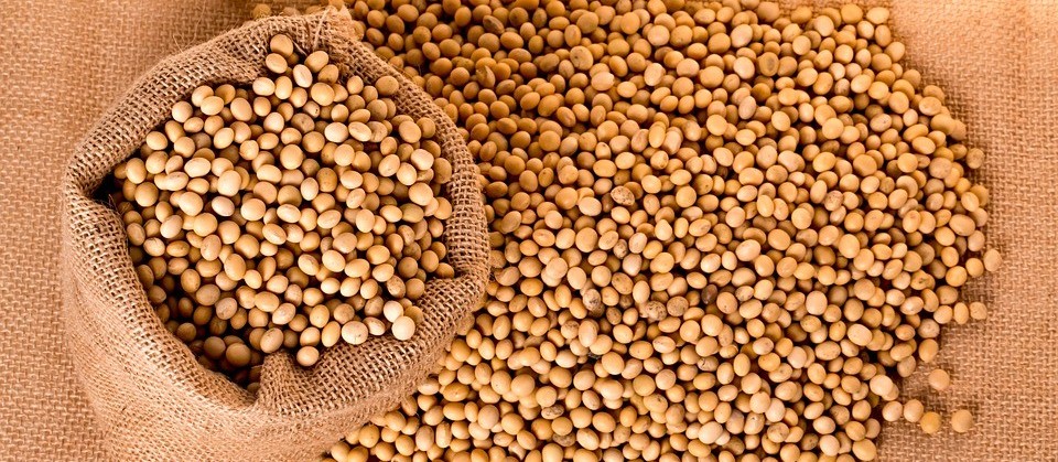 China bate novo recorde de importação de soja brasileira em junho